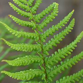 Dryopteris Affinis