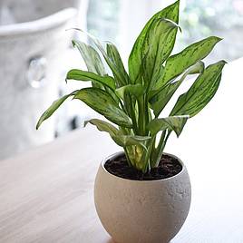 Aglaonema Christina