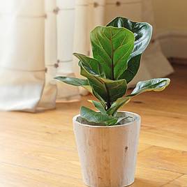 Ficus lyrata Compacta