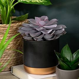 Echeveria Purple Pearl - Shine Like a Pearl