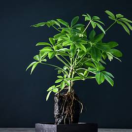 Schefflera Plant on Lava Rock in a Tray (Lova plant)