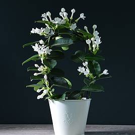 Stephanotis floribunda On A Hoop