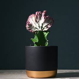 Euphorbia lactea Cristata