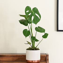 Monstera Deliciosa