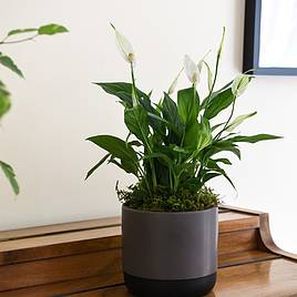 Peace Lily