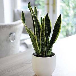 Sansevieria Trifasciata Var. Laurentii