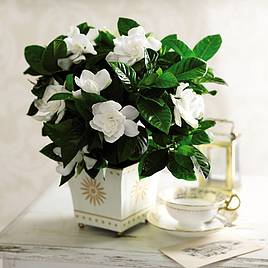 Gardenia Deluxe