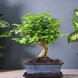 Bonsai Ligustrum