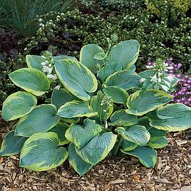 Hosta Frances Williams