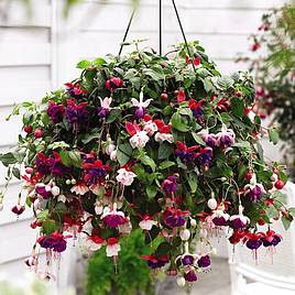 Fuchsia Trailing Pre-Planted Basket