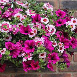 Eton Mess Pre-Planted Baskets