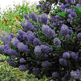 Ceanothus Concha