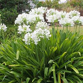 Agapanthus africanus Albus