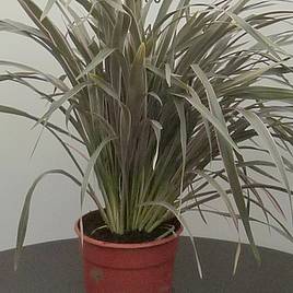 Phormium Pink Stripe