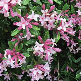 Daphne x transatlantica Pink Fragrance