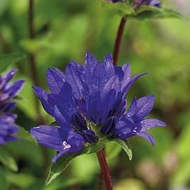 Campanula glomerata Superba