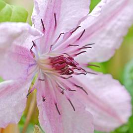 Clematis Hagley Hybrid