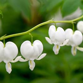 Dicentra spectabilis Alba