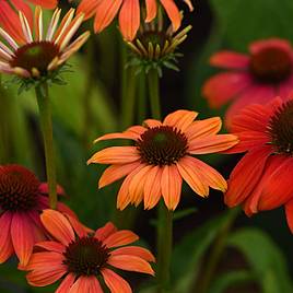 Echinacea Cheyenne Spirit