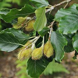 Green Beech (Hedging)