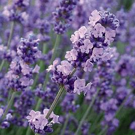 Lavender Melissa Lilac