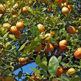 Rangpur Lime (Citrus Fruit)