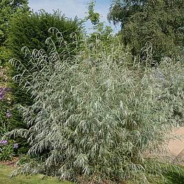 Salix exigua
