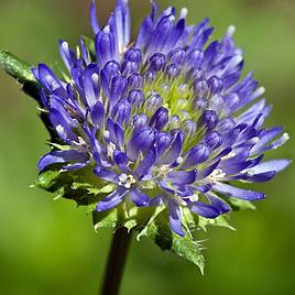 Jasione laevis
