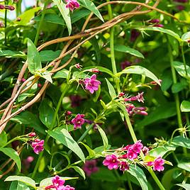 Jasminum beesianum