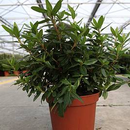 Rhododendron Gristede