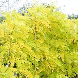 Robinia pseudoacacia Frisia