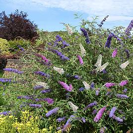 Buddleja davidii Tricolour