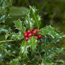 Holly Green Alaska