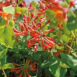 Honeysuckle Dropmore Scarlet