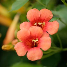 Campsis x tagliabuana Madame Galen