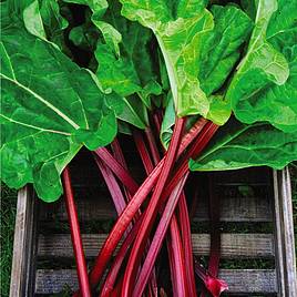 Rhubarb Raspberry Red (Autumn Planting)