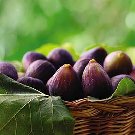 Fig Violette de Bordeaux