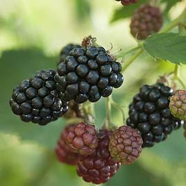 Blackberry Thornless Evergreen