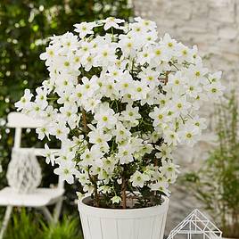 Clematis x cartmanii Avalanche
