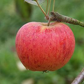 Apple (Malus) Paradice Gold