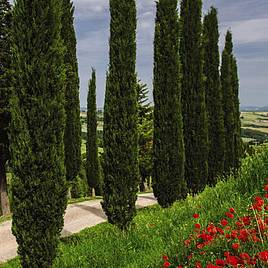 Italian Cypress