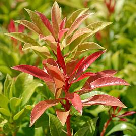 Pieris Forest Flame
