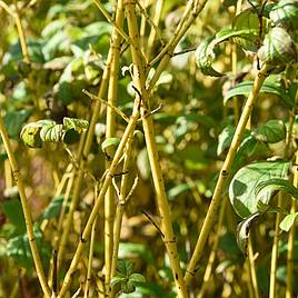 Cornus sericea Flaviramea (Hedging)
