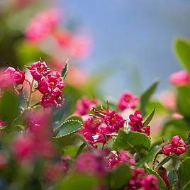 Escallonia Donard Seedling