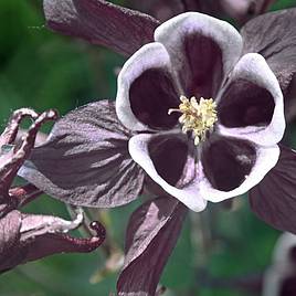 Aquilegia vulgaris William Guinness