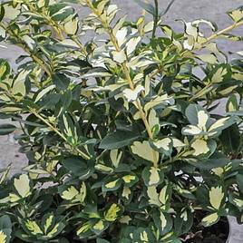 Euonymus fortunei Blondy