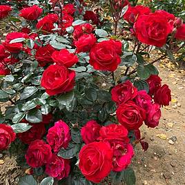 Rose Precious Ruby (Floribunda Rose)