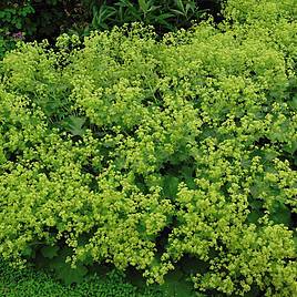 Alchemilla Mollis