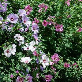 Hibiscus Tricolour