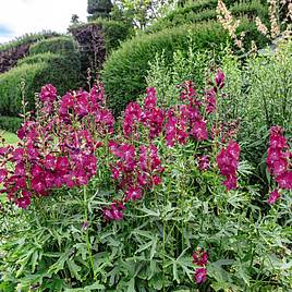 Sidalcea hybrida Party Girl